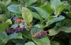 Salal Gaultheria shallon